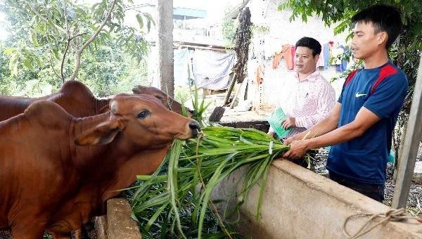Hộ gia đình Đinh văn Thành (xã Cự Đồng, huyện Thanh Sơn, Phú Thọ) sử dụng vốn vay chính sách đạt hiệu quả.
