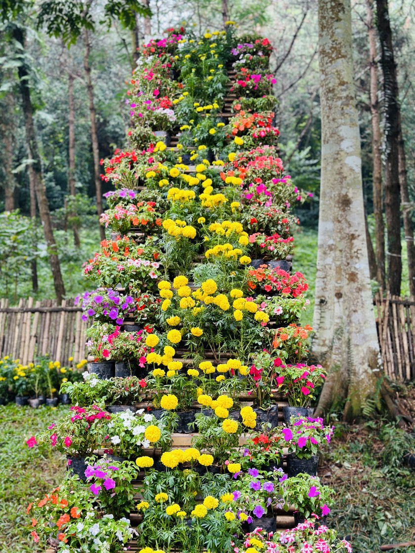 Du khách đổ về Medi Thiên Sơn chiêm ngưỡng Lễ hội hoa cúc ảnh 3