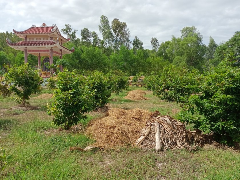 Hàng trăm cây mai được trồng để kinh doanh trong Nghĩa trang liệt sĩ xã Nhơn Thọ.