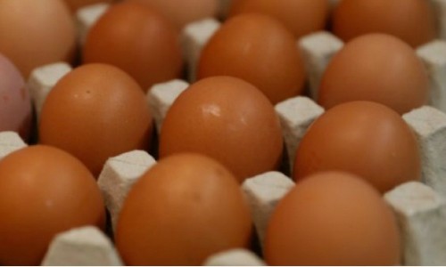 Nhật Bản sản xuất loại gà đẻ trứng chống ung thư