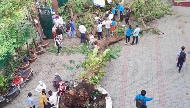 Khám nghiệm hiện trường vụ cây phượng đổ trong sân trường làm học sinh tử vong