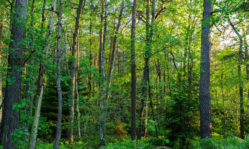 Sửa đổi quy định về tiêu chí và biện pháp tái sinh rừng tự nhiên