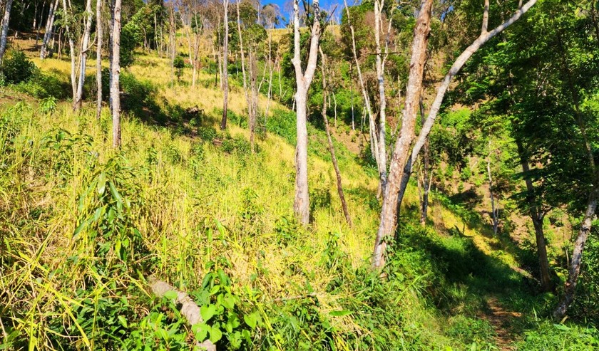 Khoảnh rừng bị biến thành nương lúa tại khu Khuổi Giang, thôn Phả, xã Đồng Lạc. 