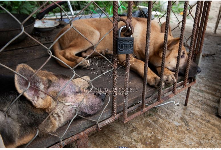 Sự thật hình ảnh thịt chó đóng hộp được sản xuất tại Ninh Bình gây bức xúc   Thaiger