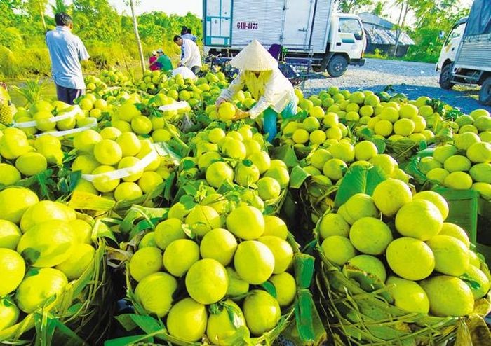Năm 2023 - Trái cây Việt rộng đường vào các thị trường lớn ảnh 1
