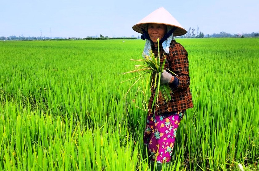 Bà Huỳnh Thị Luận lo lắng tình trạng thiếu nước kéo dài, cây lúa sẽ chết, nông dân mất mùa.