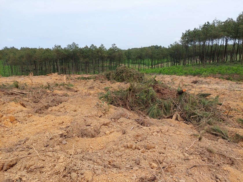 Quảng Bình: Nguyên Chủ tịch xã bị lập biên bản phá rừng ảnh 1
