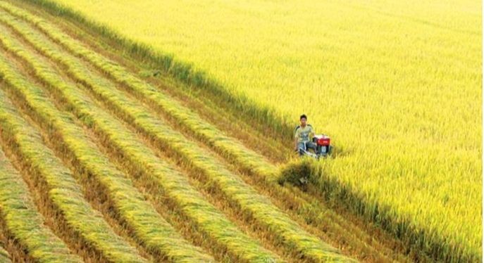 Giảm phát thải cho ngành lúa gạo hướng tới phát triển nông nghiệp bền vững. (Ảnh minh hoạ)
