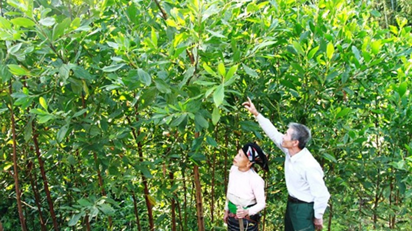 Gia đình ông Lò Văn Cầm (dân tộc Thái ở xã Yên Khương, huyện Lang Chánh, Thanh Hóa) vay vốn chính sách để nuôi dê và trồng keo, cuộc sống gia đình nay đã khá hẳn lên