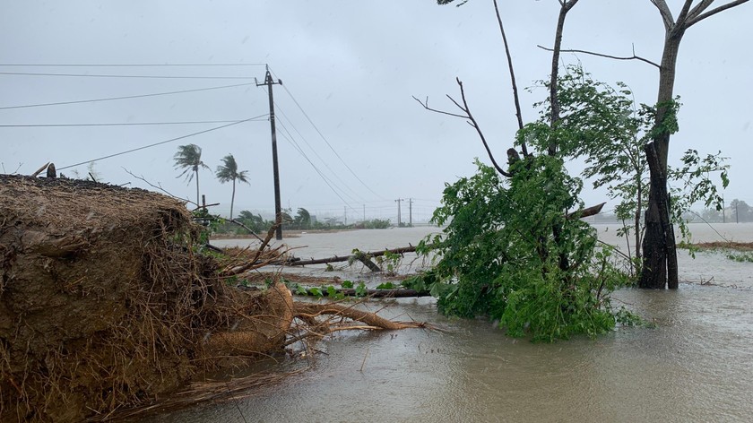 Cây ngã đổ ở Quảng Ngãi do bão số 5 gây ra.