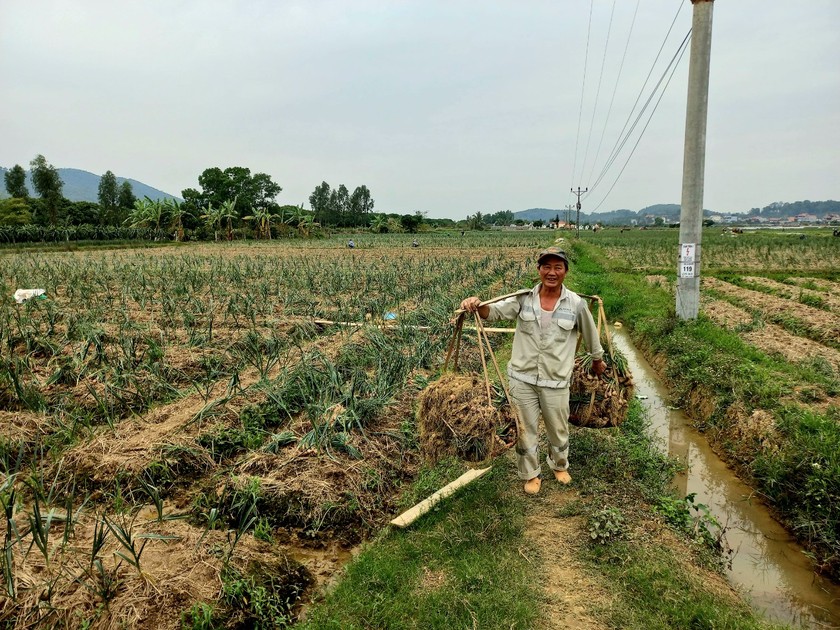 Trăn trở 'đầu ra' của hành, tỏi Kinh Môn ảnh 1