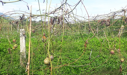 Hơn 1.200 gốc chanh leo bị chặt phá