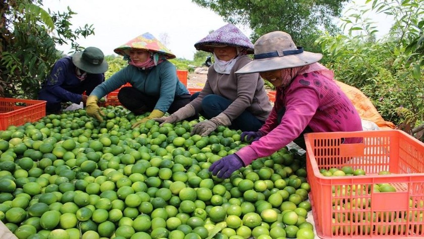 Chỉ 1.500- 2.000 đồng/kg chanh nhưng người nông dân Long An, Đồng Tháp… cũng khó bán.