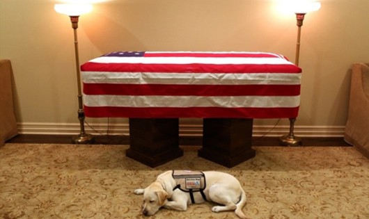 Chú chó trung thành của cố Tổng thống Bush sẽ nhận nhiệm vụ mới