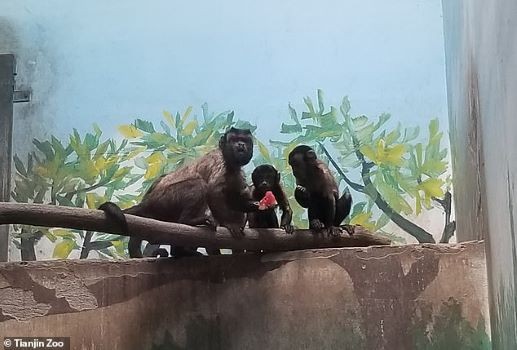 Khỉ Capuchin rất thích chơi cùng 2 người bạn cùng chuồng. Ảnh: Weibo Chú thích ảnh
