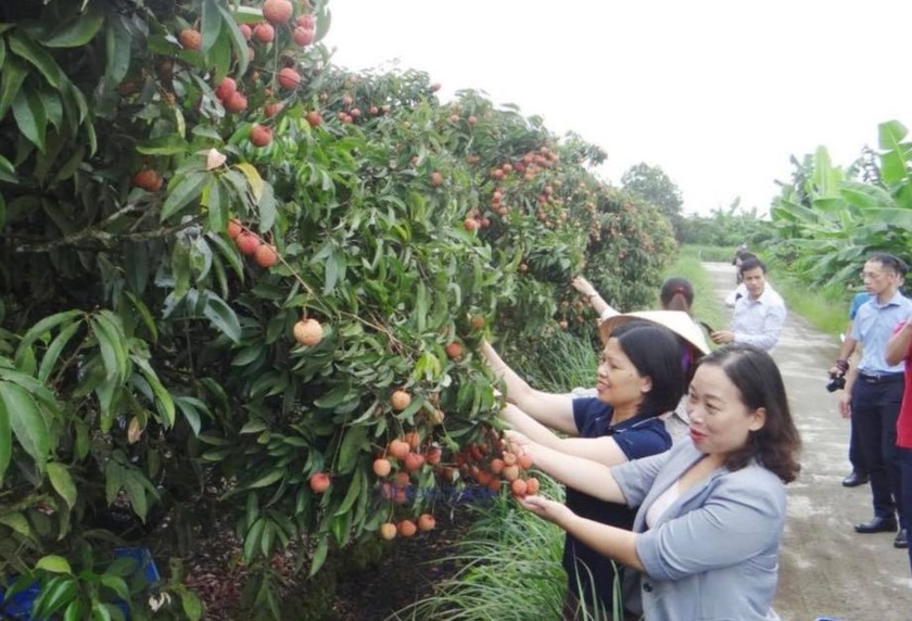 Các đại biểu tham dự sự kiện đi chiêm ngưỡng vườn vải thiều ở Thanh Hà.