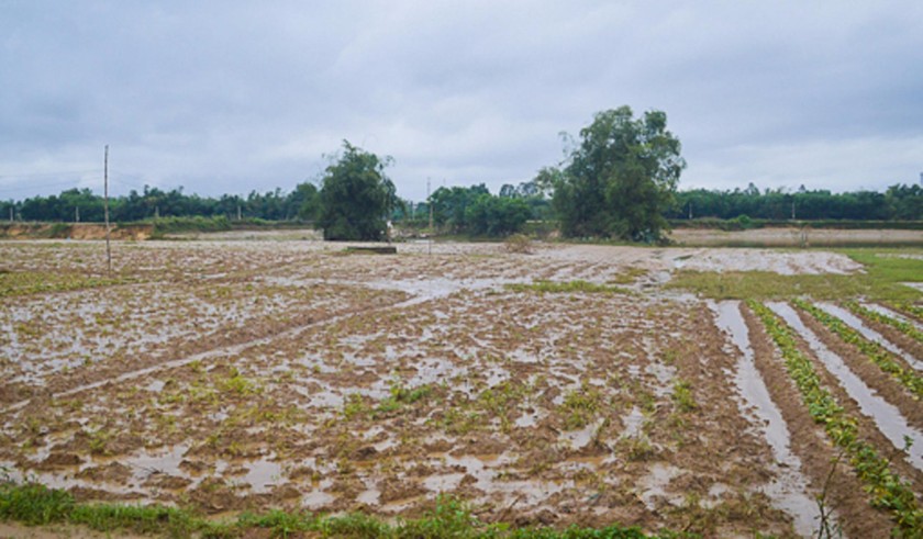Vườn rau hư hại tại Đà Nẵng.