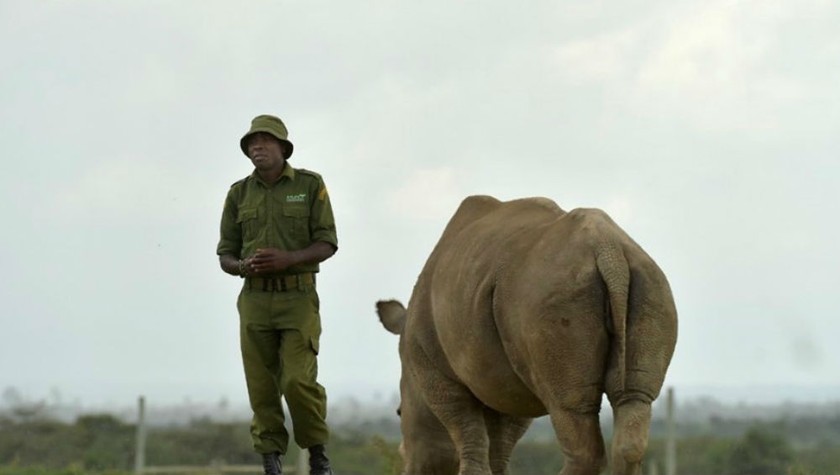 James Mwenda đứng cạnh tê giác Najin, một trong hai cá thể cái Bắc Phi còn lại, ở Kenya