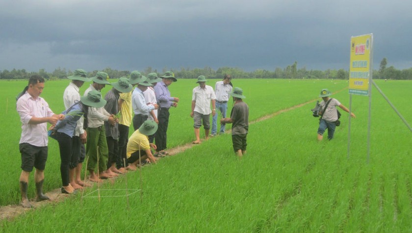 Lúa Trong Nước Ướt Đường Ruộng Mô Hình Nông Nghiệp Ở Thái Lan Hình ảnh Sẵn  có  Tải xuống Hình ảnh Ngay bây giờ  iStock