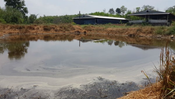 Hồ chứa nước của một trại lợn ở tổ 1, ấp Hưng Hiệp