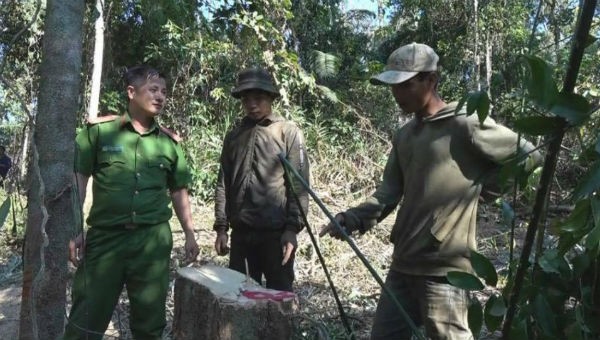 Công an bắt quả tang nhóm chặt hạ gỗ rừng tại huyện Ea Kar