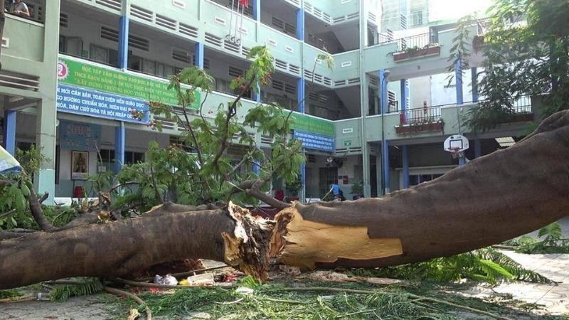 Cây phượng lớn trong sân Trường THCS Bạch Đằng bị đổ khiến 1 học sinh tử vong.