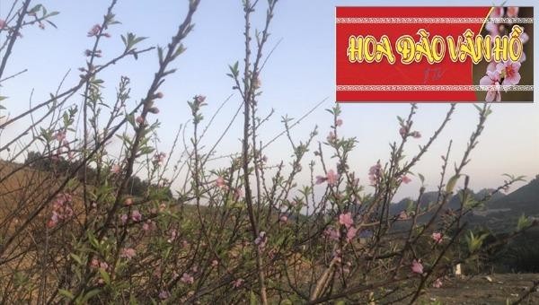 UBND huyện Vân Hồ đã phát hành tem xác nhận nguồn gốc cây đào trồng.