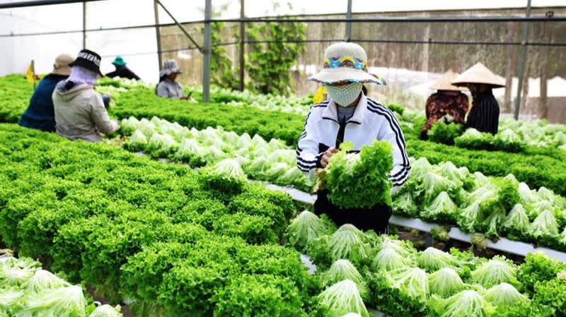 Lâm Đồng là địa phương có nhiều lợi thế về sản xuất các sản phẩm nông nghiệp. 