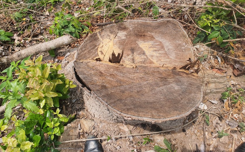 Phú Yên điều tra, xử lý 2 vụ phá rừng nghiêm trọng ảnh 1