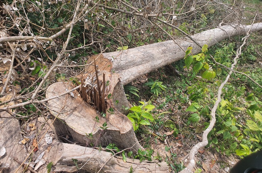 Vụ phá rừng thứ nhất xảy ra tại tiểu khu V 3.2 thuộc địa bàn xã Sơn Hội.