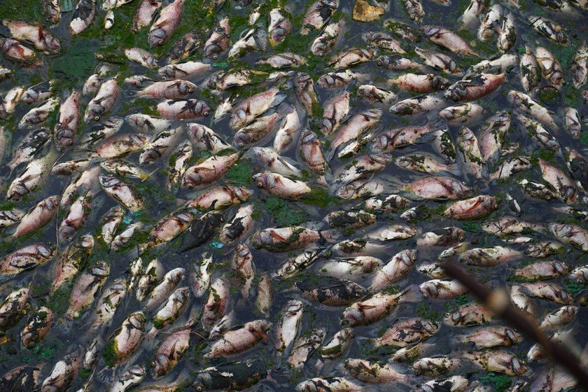 Việc cá chết hàng loạt dạt vào bờ bốc mùi hôi nồng nặc đã ảnh hưởng đến cuộc sống của người dân khu vực. ảnh 2