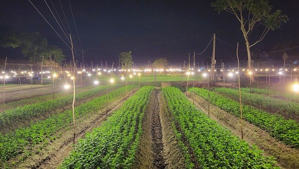 Nông dân Quảng Bình chong đèn thâu đêm “nuôi” hoa Tết.