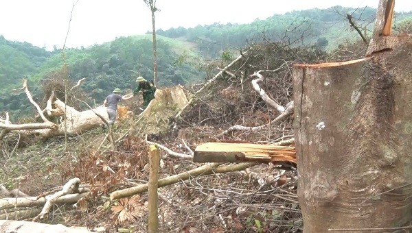 Đề nghị khởi tố vụ phá rừng tự nhiên tại Quảng Bình.