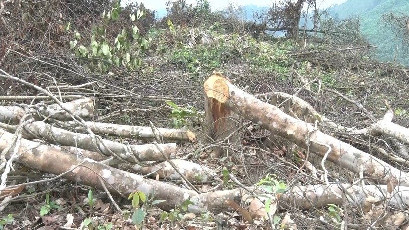 Đề nghị khởi tố vụ phá rừng tự nhiên tại Quảng Bình ảnh 1