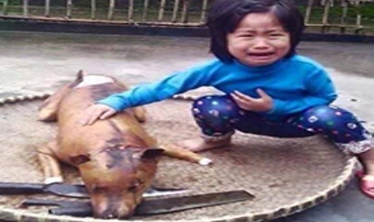 Một bé gái đang ngồi khóc bên chú chó mà cô bé yêu mến đã chết và chuẩn bị đưa lên bàn nhậu. Bức ảnh đã lan truyền và gây xúc động mạnh mẽ trên mạng xã hội