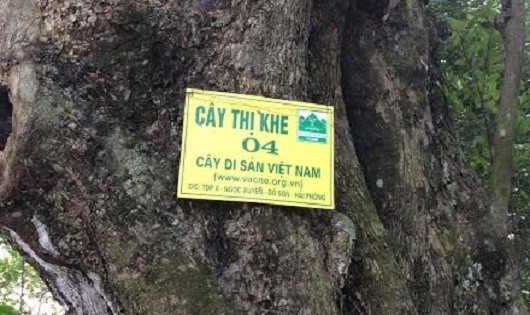 Việc phong cây di sản là thống nhất trên toàn quốc và do Hội Bảo vệ Thiên nhiên và Môi trường Việt Nam chủ trì, nhưng biển vinh danh cây di sản tại các địa phương cũng rất khác nhau
