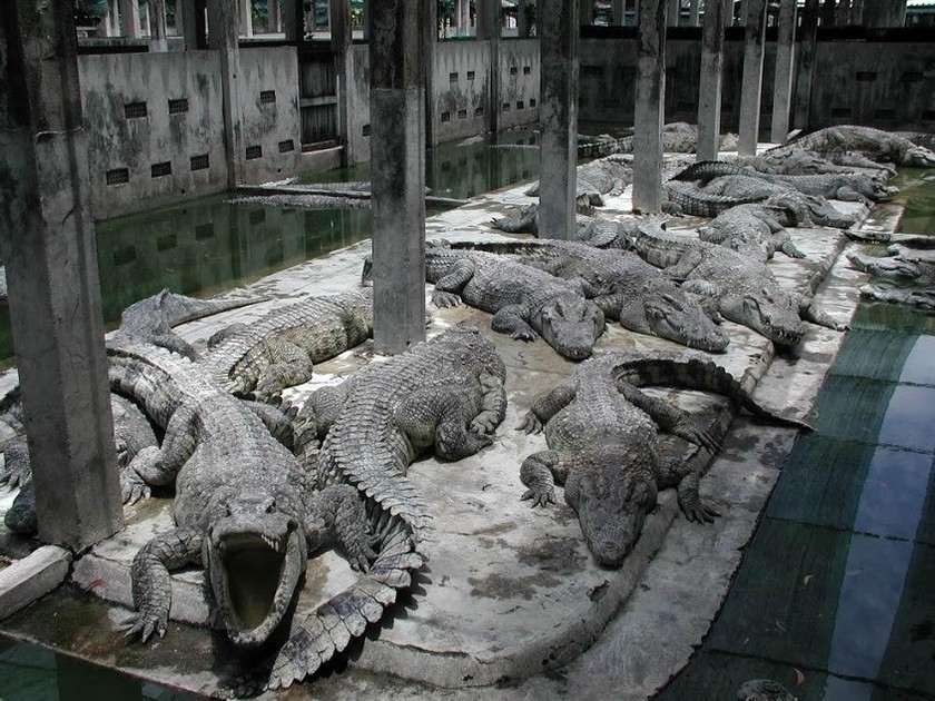 Sự phát triển của các cơ sở gây nuôi đã dẫn đến sự diệt vong của loài cá sấu Xiêm trong tự nhiên ở Việt Nam