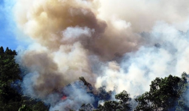 Nghệ An: Hơn 10ha rừng thông nhiều năm tuổi bị lửa thiêu trụi
