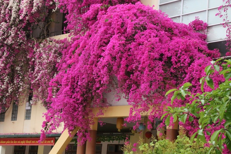 Mê mẩn ngắm giàn hoa giấy nở đẹp rực rỡ phủ quanh trường học | Báo Pháp  luật Việt Nam điện tử