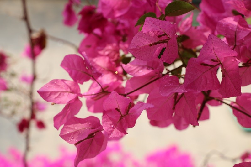 Ngẩn ngơ trước vẻ đẹp cây hoa giấy ở ngoại ô Đà Lạt  Báo Lâm Đồng điện tử