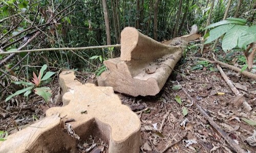 Nhiều cây gỗ có đường kính lớn tại Tiểu khu 699, 708 thuộc xã Đakrông (huyện Đakrông, Quảng Trị) bị đốn hạ vào tháng 4/2022.