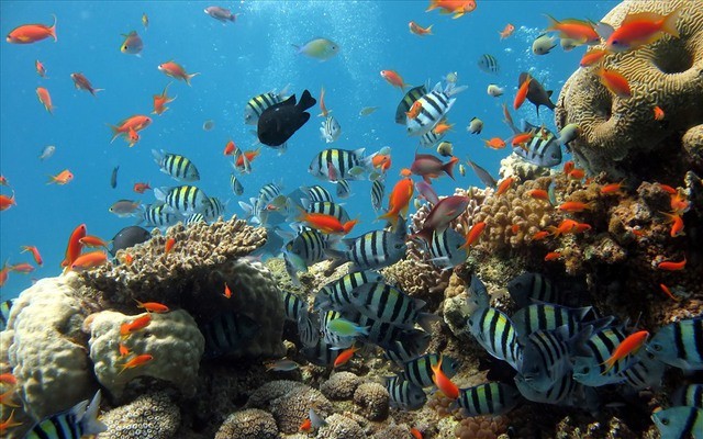 Rặng san hô tuyệt đẹp tại Cù Lao Chàm. (Ảnh: Traveldudes)