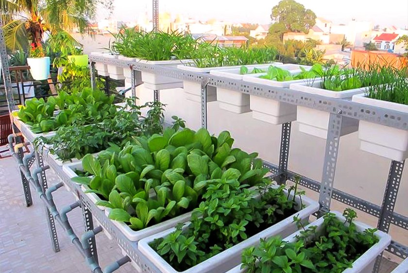 Trồng trồng rau trên sân thượng là lựa chọn phù hợp với những người yêu thích thực phẩm sạch