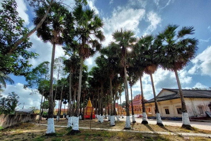 Cây Thốt Nốt được trồng xung quanh chùa (Ảnh: Dân Việt) ảnh 1