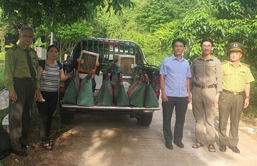 Trung tâm CH, BT&PTSV VQG Phong Nha - Kẻ Bàng tiếp nhận Công má vàng và Gà lôi trắng để nhân nuôi bảo tồn. Ảnh: PN-KB