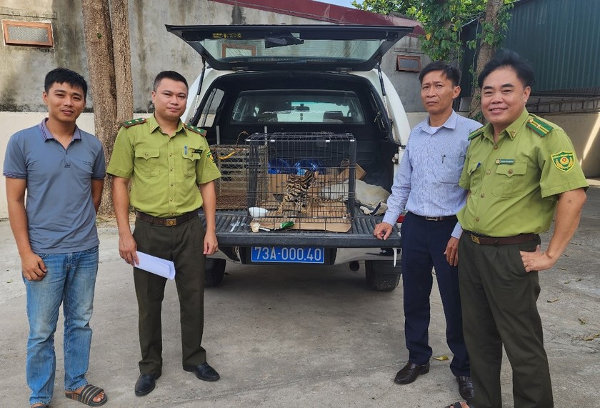 Hạt Kiểm lâm thị xã Ba Đồn tiến hành bàn giao cá thể Mèo rừng. Ảnh: PN-KB