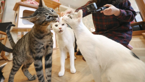 Những con mèo tham gia thí nghiệm về sự lây truyền của virus corona. Ảnh: KyodoNews
