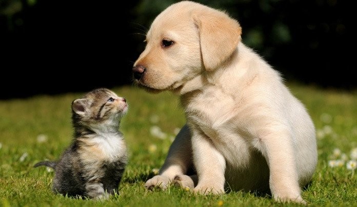 Chó, mèo được chủ nghiêm khắc dạy dỗ sẽ tập được những phản xạ tốt, không gây thương tích cho con người. (nguồn:Internet)