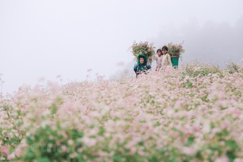 Mùa hoa tam giác mạch ở Hà Giang. (Ảnh: Vietnam+)