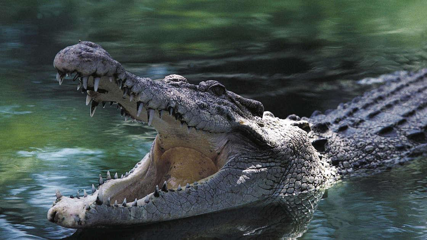 Cá sấu thường không tấn công con người trừ khi thức ăn mà chúng tích trữ "bị chuyển đi", như có thể xảy ra trong các trận bão lớn.